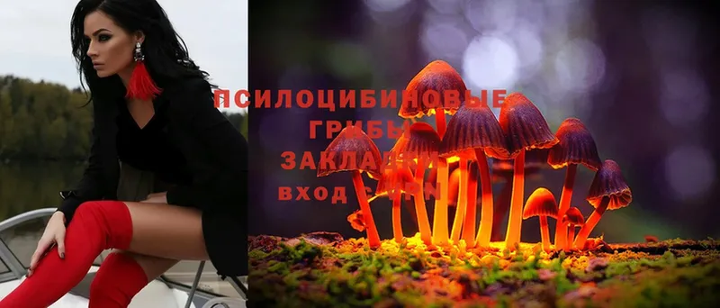 даркнет состав  Ленск  Галлюциногенные грибы Psilocybe 